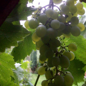 V KRUŠNÝCH HORÁCH ROSTE VÍNO.