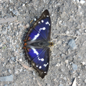 Apatura iris
