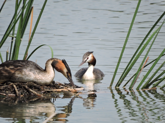 Potápka roháč Podiceps cristatus