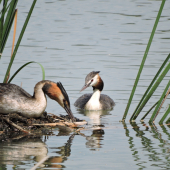 Potápka roháč Podiceps cristatus