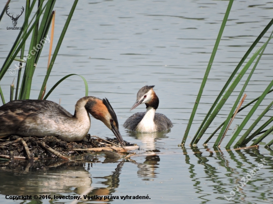 Potápka roháč Podiceps cristatus
