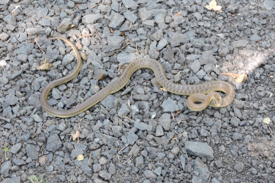 obranej efekt-Zamenis Longissimus