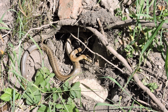 štěstí i radost ,tak jsou tu, na ůpatí hor