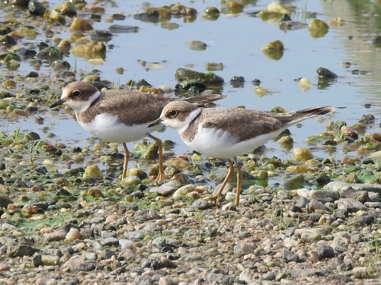 CHaradrius hiaticula