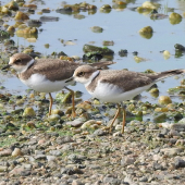 CHaradrius hiaticula