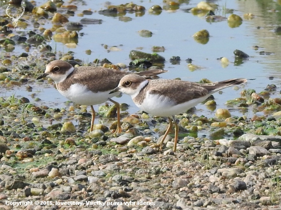 CHaradrius hiaticula