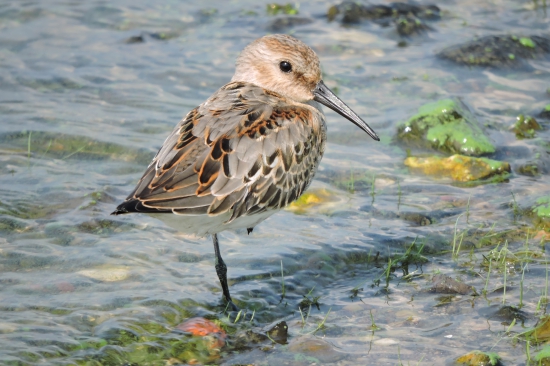 Jespák obecný-Calidris alpina