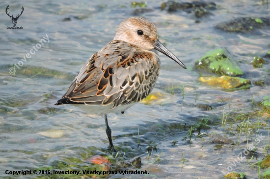 Jespák obecný-Calidris alpina