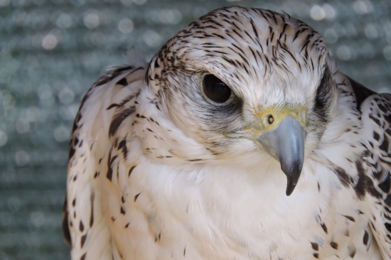 Zahrada Čech Litoměřice portrét,,,