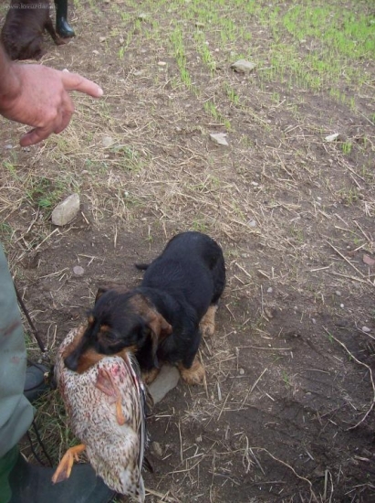 kachna byla větší než jezevčík