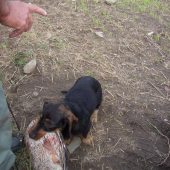 kachna byla větší než jezevčík