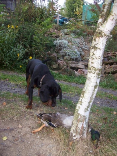 jak jsem kopova učil na kachny