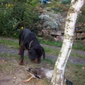 jak jsem kopova učil na kachny