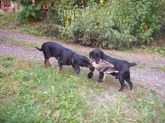 jak jsem učil kopova na kachny