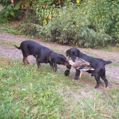 jak jsem učil kopova na kachny