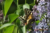 Otakárek fenyklový  Papilio machaon