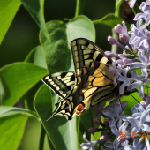 Otakárek fenyklový  Papilio machaon