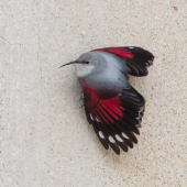 Zedníček skalní Tichodroma muraria