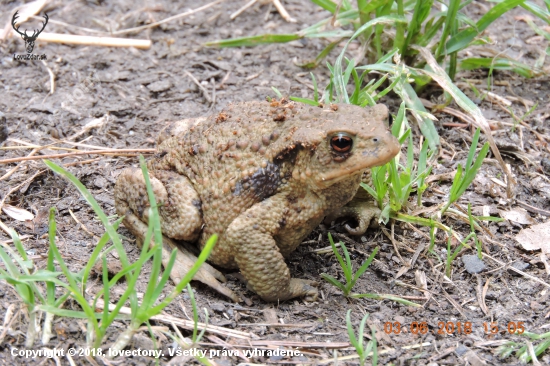 Ropucha obecná Bufo bufo