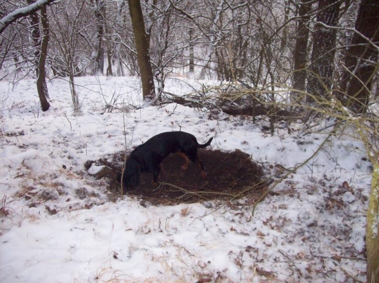 ČERSTVÉ ZÁLEHY PO DIVOČÁCÍCH