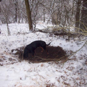 ČERSTVÉ ZÁLEHY PO DIVOČÁCÍCH