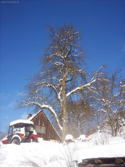 tato stará hrušen mi připomíná mé mládí