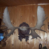 tento los pochází z Jukonu