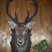 KRUŠNOHORSKÝ JELEN