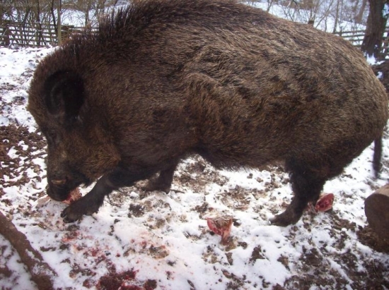 ryríř
