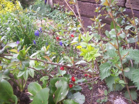 květy rozzáří i duši