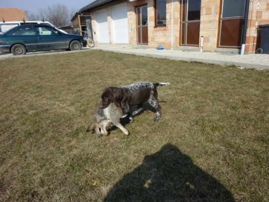 Tözegparti-Vadász Atos