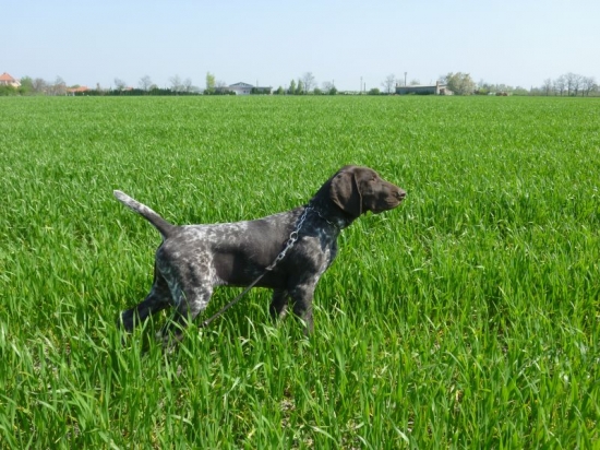 Tözegparti-Vadász Atos