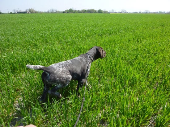 Tözegparti-Vadász Atos