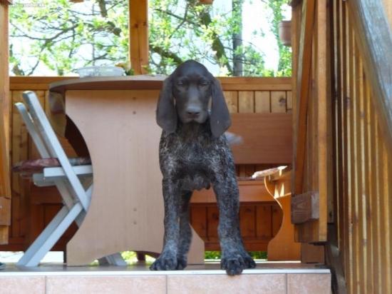 Vasko z Potôňskej Lúky