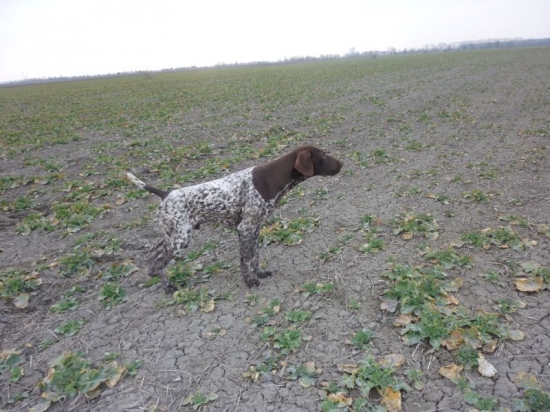 Hardi od Gložiniča