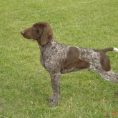 Vasko z Potôňskej Lúky 4 mes.