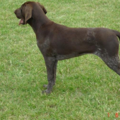 Viki z Potôňskej Lúky 4 mes