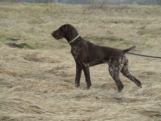 Gina II z Potôňskej Lúky