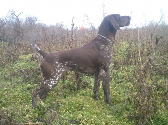 Gina II z Potôňskej Lúky