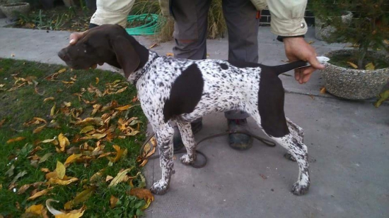 Mano ll z Potôňskej Lúky