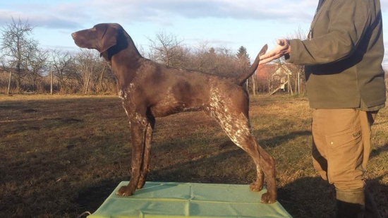 Marvin z Potôňskej Lúky