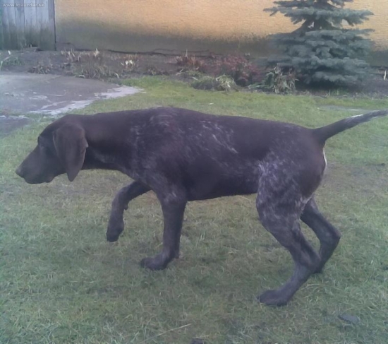 Remo z Potôňskej Lúky má 5 mes.