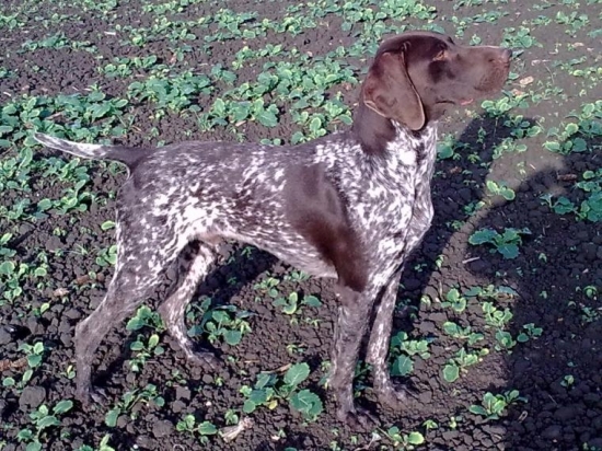 Jorbaháti Nimrod Dicso Herceg