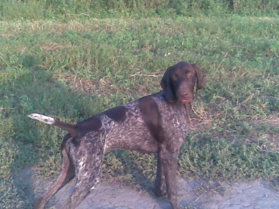 Vasko z Potôňskej Lúky 9mes.