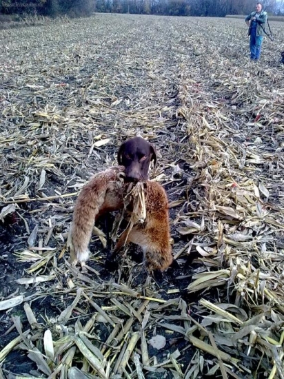 Prinášanie Líšky