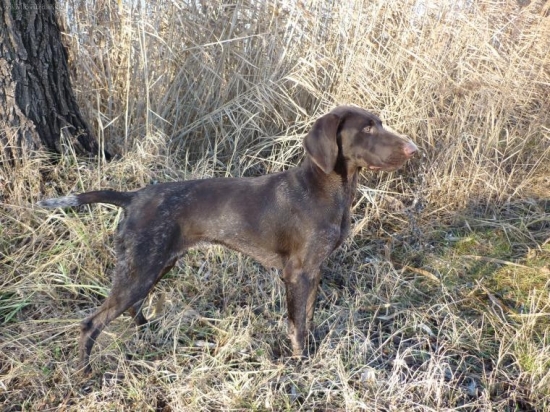 Viki z Potôňskej lúky