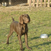 Atos z Potôňskej Lúky 4 mes.