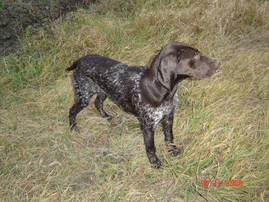 Olin z Potôňskej Lúky mala 6 mes.