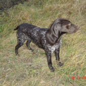 Olin z Potôňskej Lúky mala 6 mes.