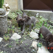 šteňatá po Linde a Micú